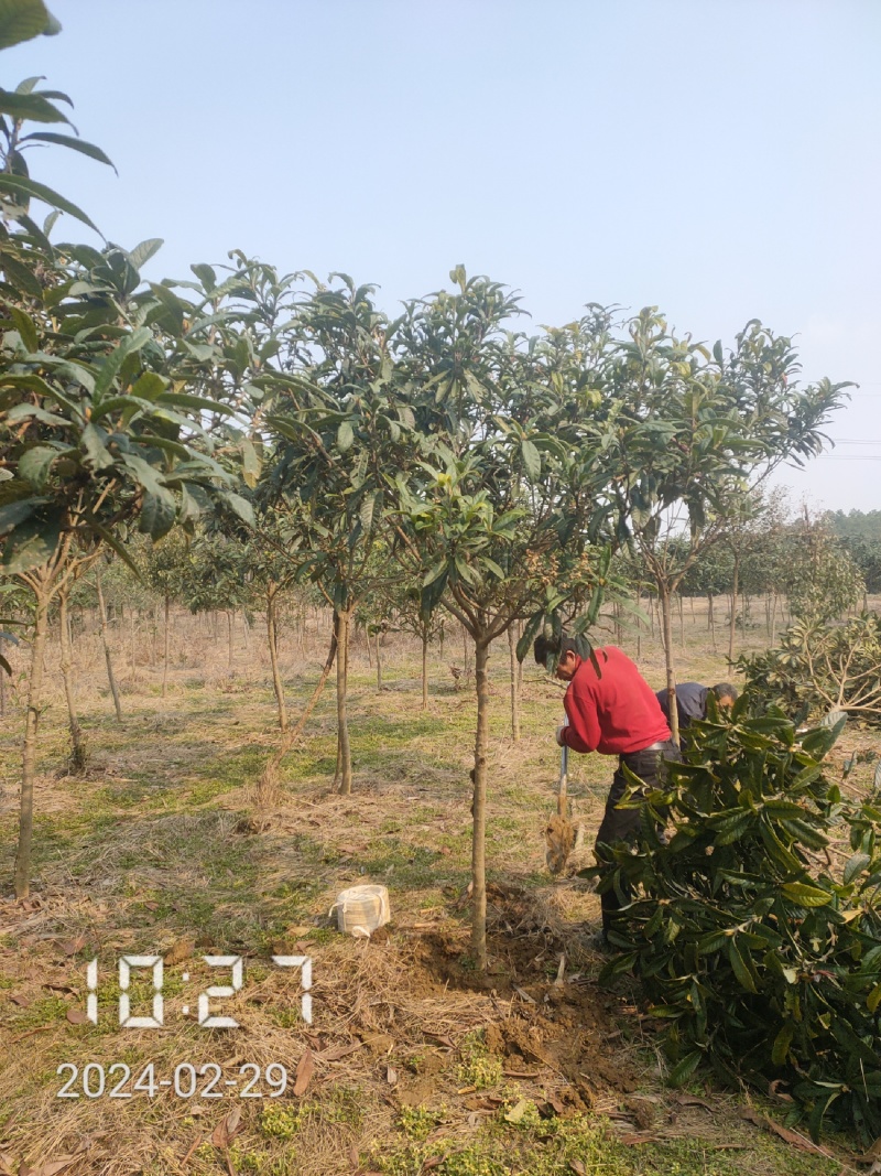 大量供应5-8公分的枇杷树，湖北枇杷树，杆直，冠好