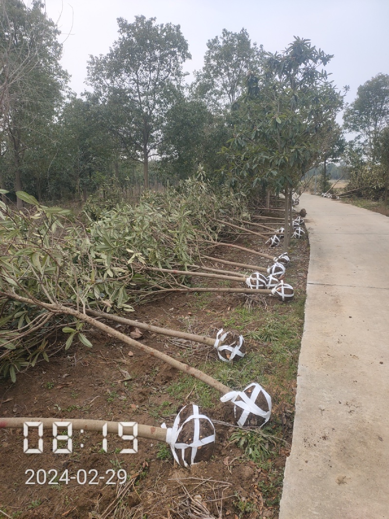大量供应5-8公分的枇杷树，湖北枇杷树，杆直，冠好