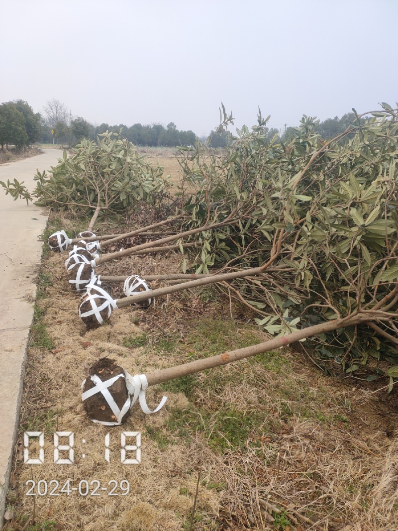 大量供应5-8公分的枇杷树，湖北枇杷树，杆直，冠好
