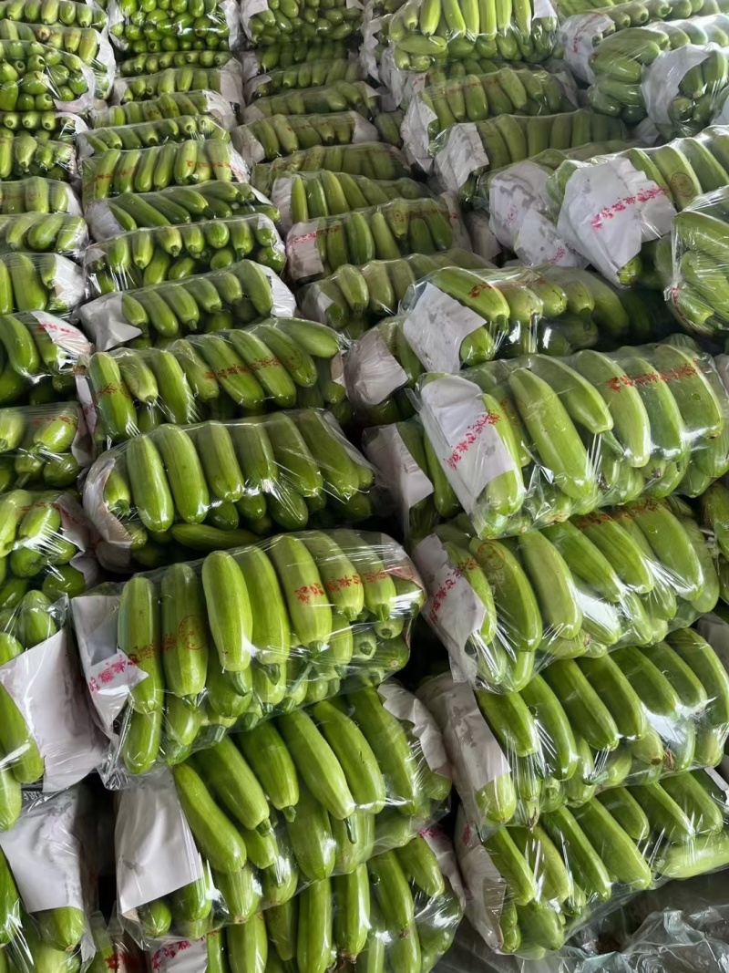西葫芦万亩大棚绿皮西葫芦规格齐全品质好代收代发全国