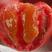山东潍坊寿光普罗旺斯原装荷兰进口口感番茄种子沙瓤水果番茄