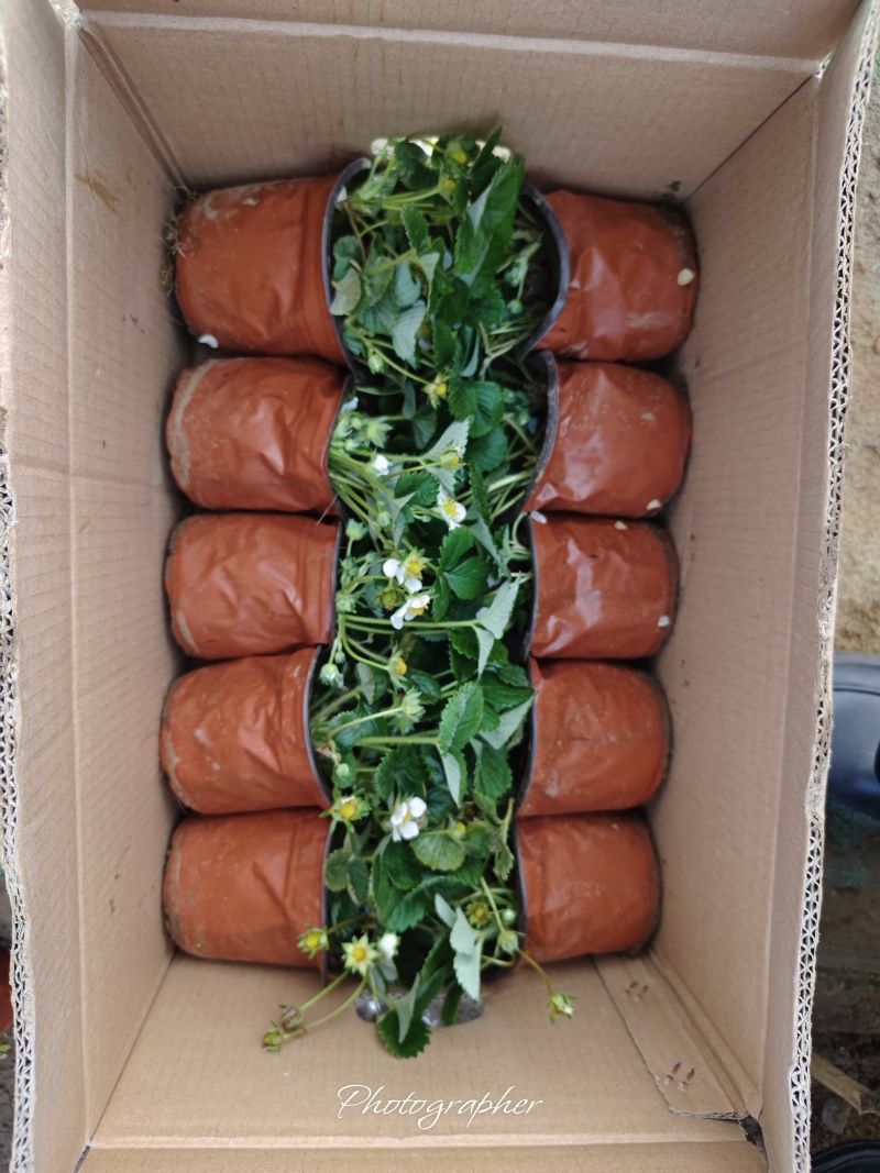 草莓盆栽，大冠幅。多颗型。质量好