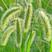 狗尾巴草种子多年生护坡王草籽耐旱观赏型混合杂草野草牛筋草