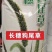 狗尾巴草种子多年生护坡王草籽耐旱观赏型混合杂草野草牛筋草