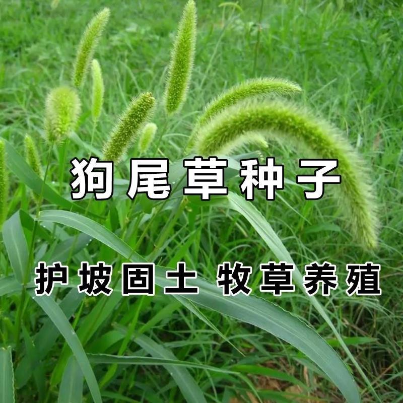 狗尾巴草种子多年生护坡王草籽耐旱观赏型混合杂草野草牛筋草