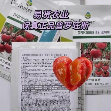 山东潍坊寿光普罗旺斯原装荷兰进口口感番茄种子沙瓤水果番茄