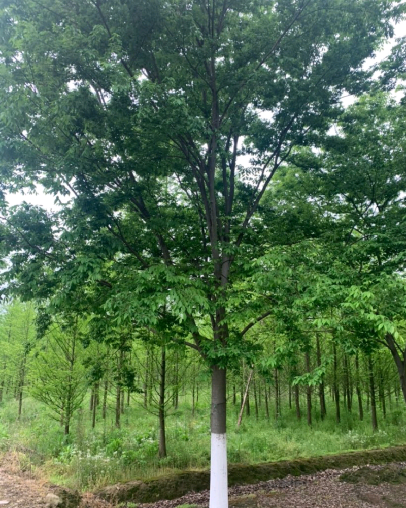 精品榉树
