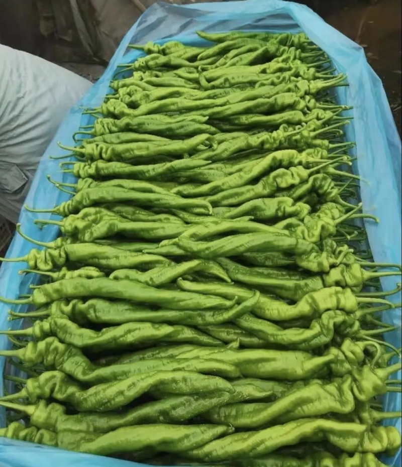 山东聊城螺丝椒陇椒大棚种植商超配货代收代发全国