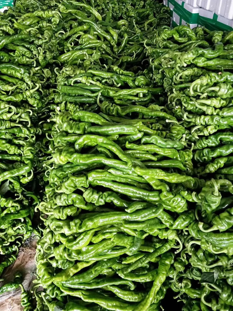 山东聊城螺丝椒陇椒大棚种植商超配货代收代发全国