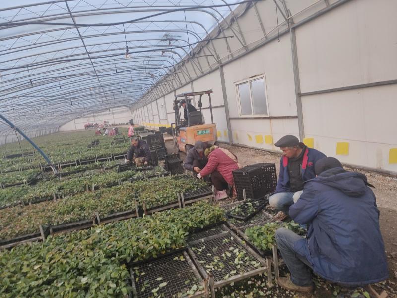 量大价优，产地直销。