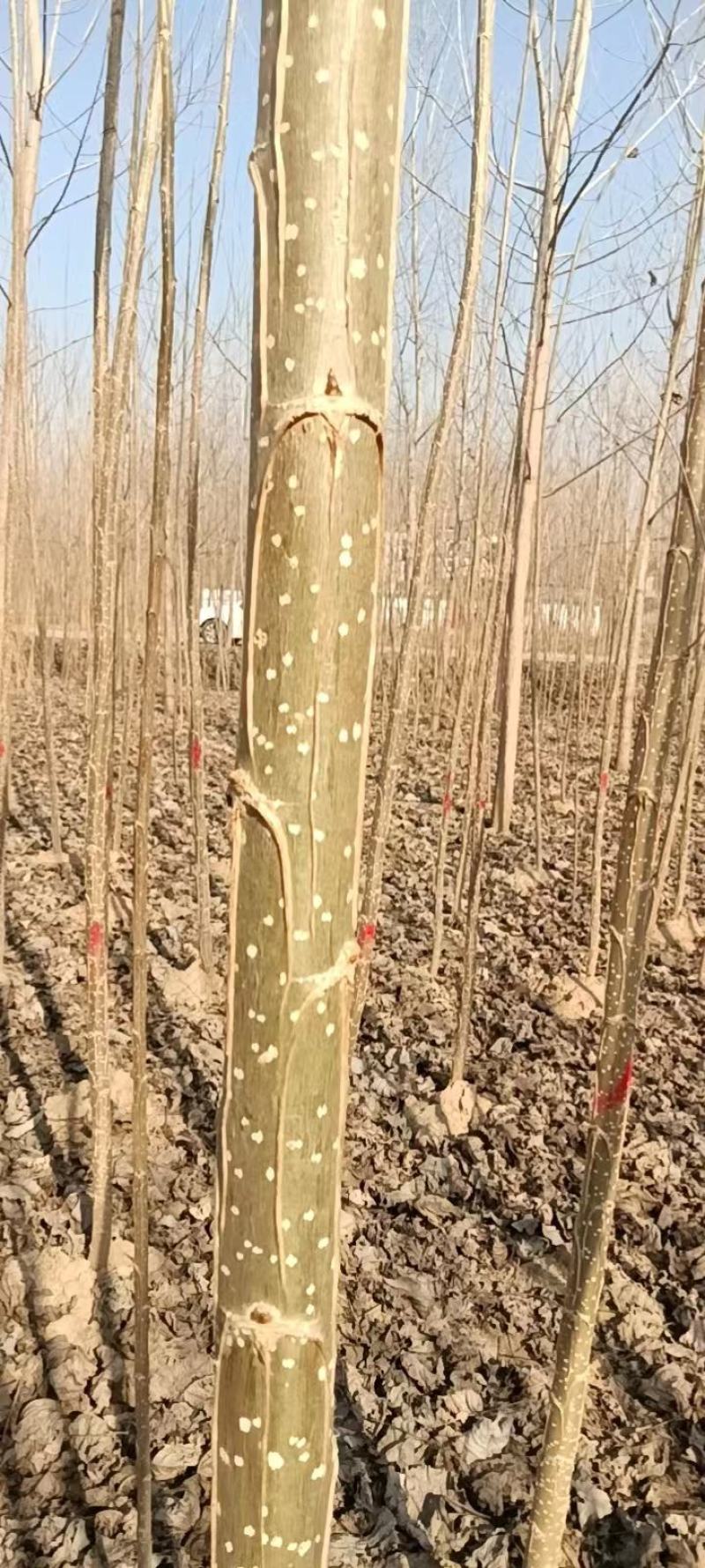 河南商丘苗木基地，杨树苗大量有货，量大从优，各种规格都有