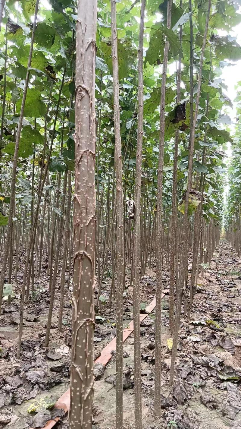 河南商丘苗木基地，杨树苗大量有货，量大从优，各种规格都有