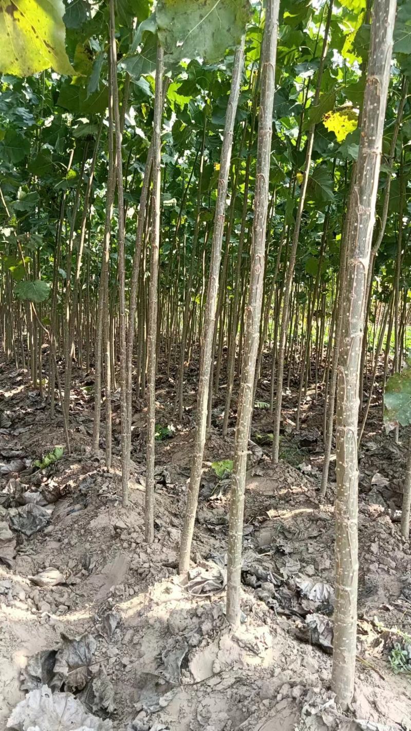 河南商丘苗木基地，杨树苗大量有货，量大从优，各种规格都有