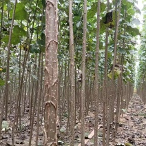 杨树苗大量供应，保质保量，河南商丘苗木基地发