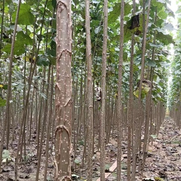 杨树苗大量供应，保质保量，河南商丘苗木基地发