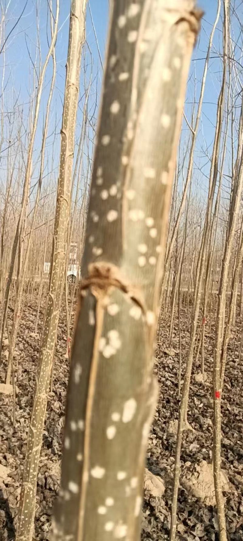 杨树苗大量供应，保质保量，河南商丘苗木基地发