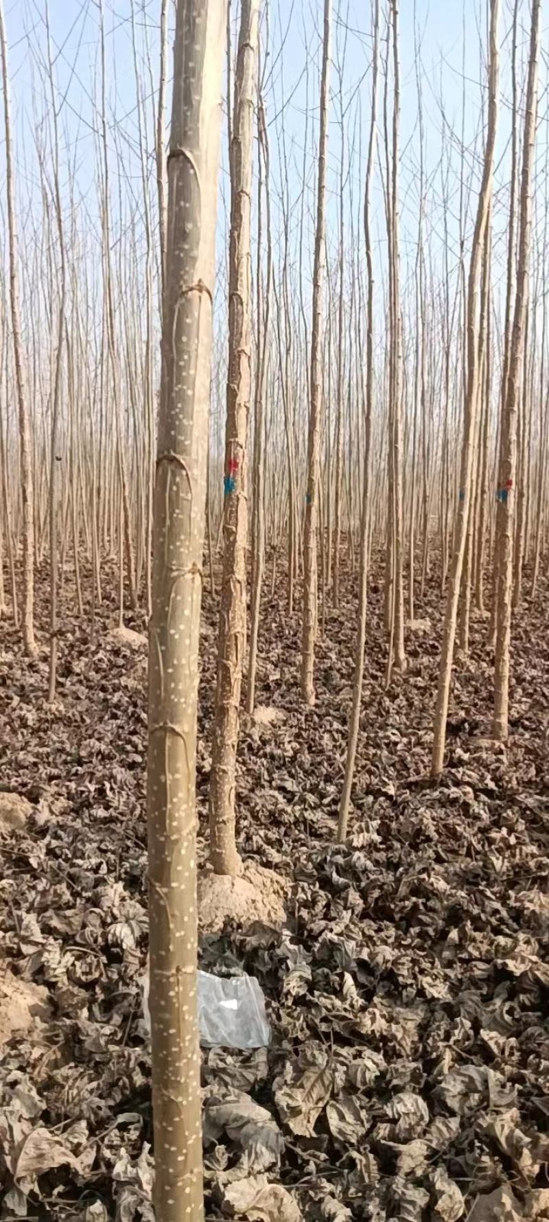 杨树苗大量供应，保质保量，河南商丘苗木基地发