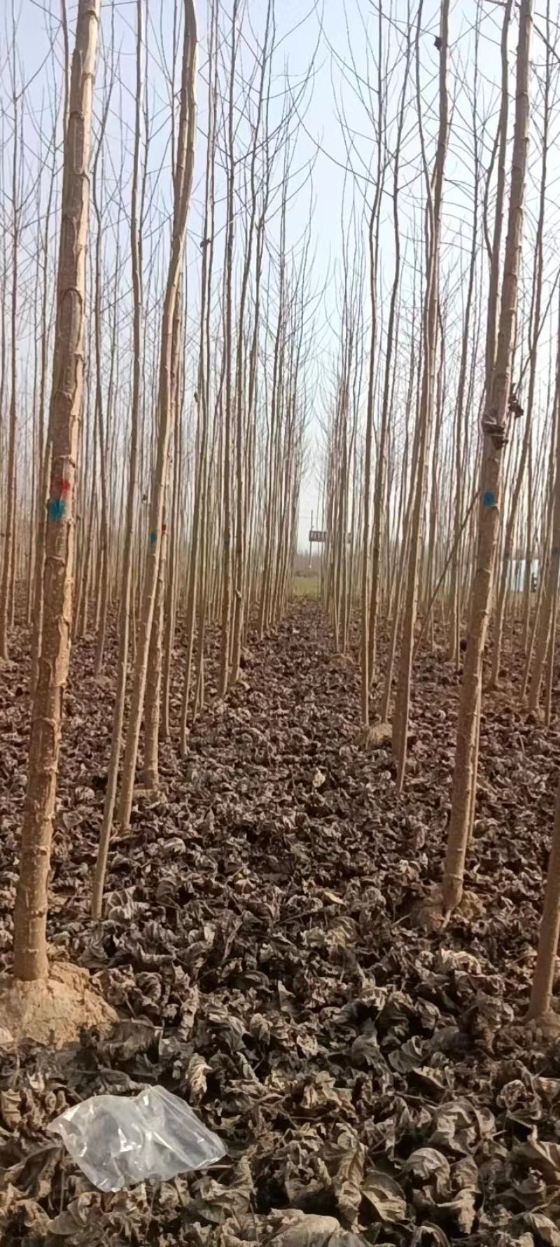 杨树苗大量供应，保质保量，河南商丘苗木基地发
