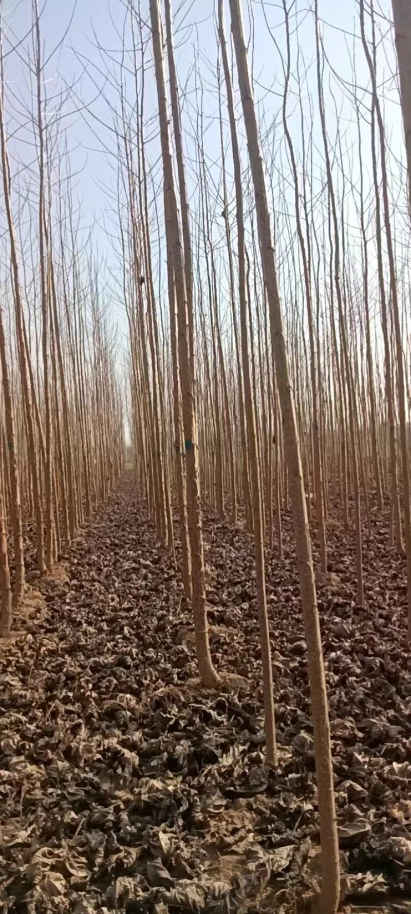 杨树苗大量供应，保质保量，河南商丘苗木基地发