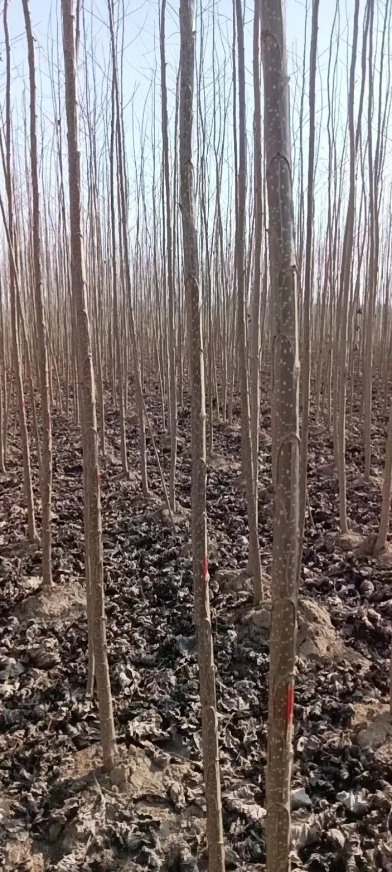 杨树苗大量供应，保质保量，河南商丘苗木基地发