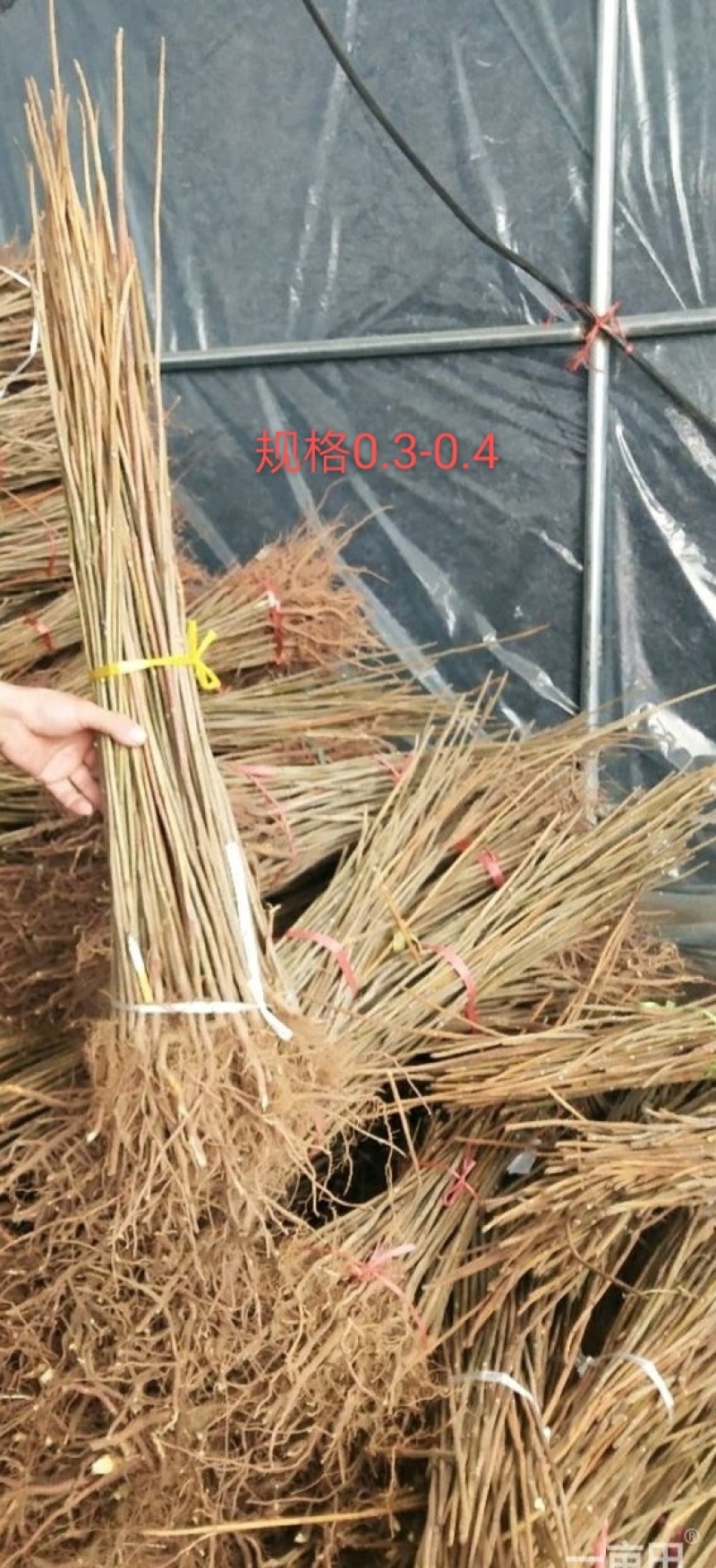 香椿树苗红芽香椿香味浓郁矮化多头椿