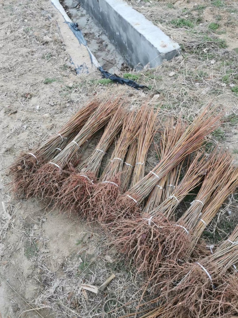 香椿树苗红芽香椿香味浓郁矮化多头椿