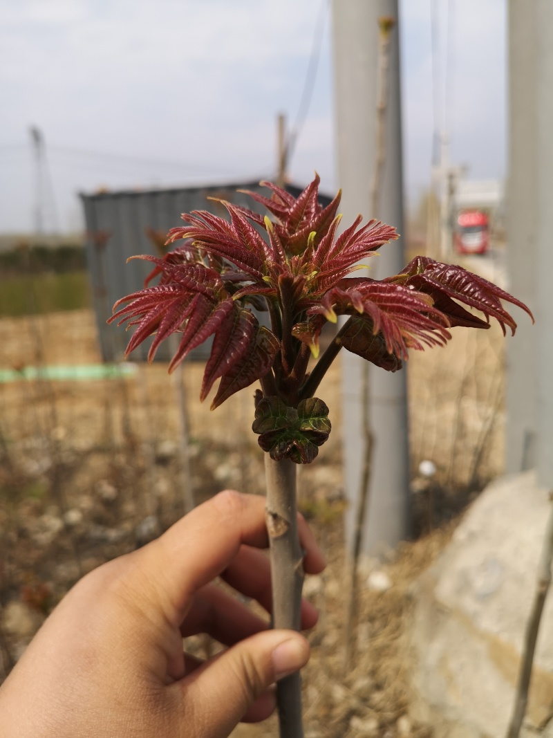 香椿树苗红芽香椿香味浓郁矮化多头椿