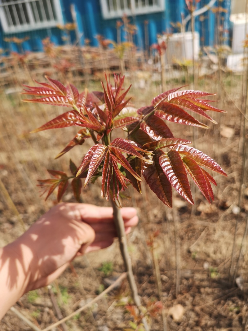 香椿树苗红芽香椿香味浓郁矮化多头椿