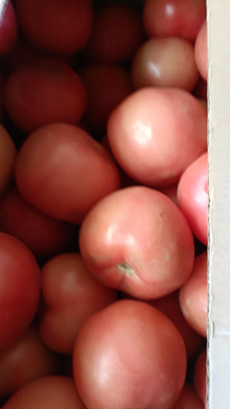 刚上市的新货，价格不高精品西红柿产地一手货源