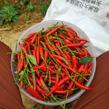 小米椒