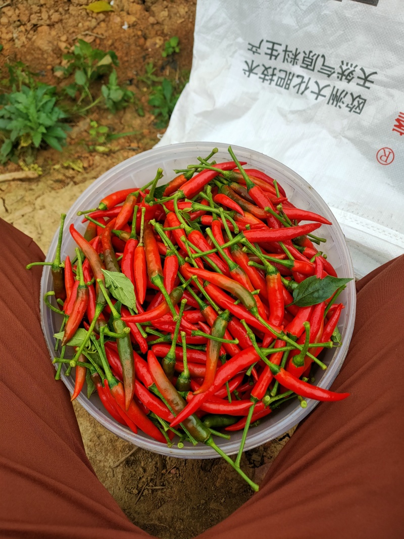 小米椒