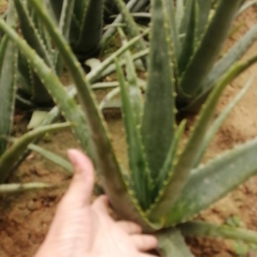 芦荟