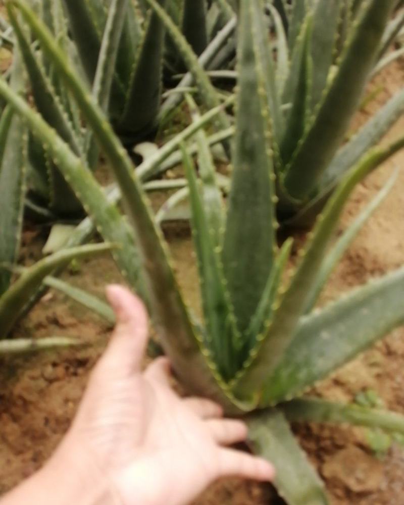 芦荟