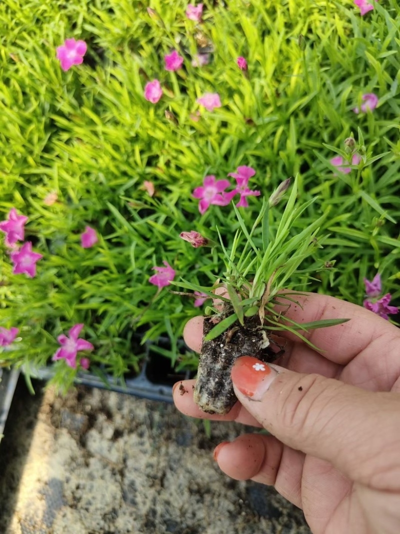 欧石竹穴盘苗，一手货源，青州基地，大量供应