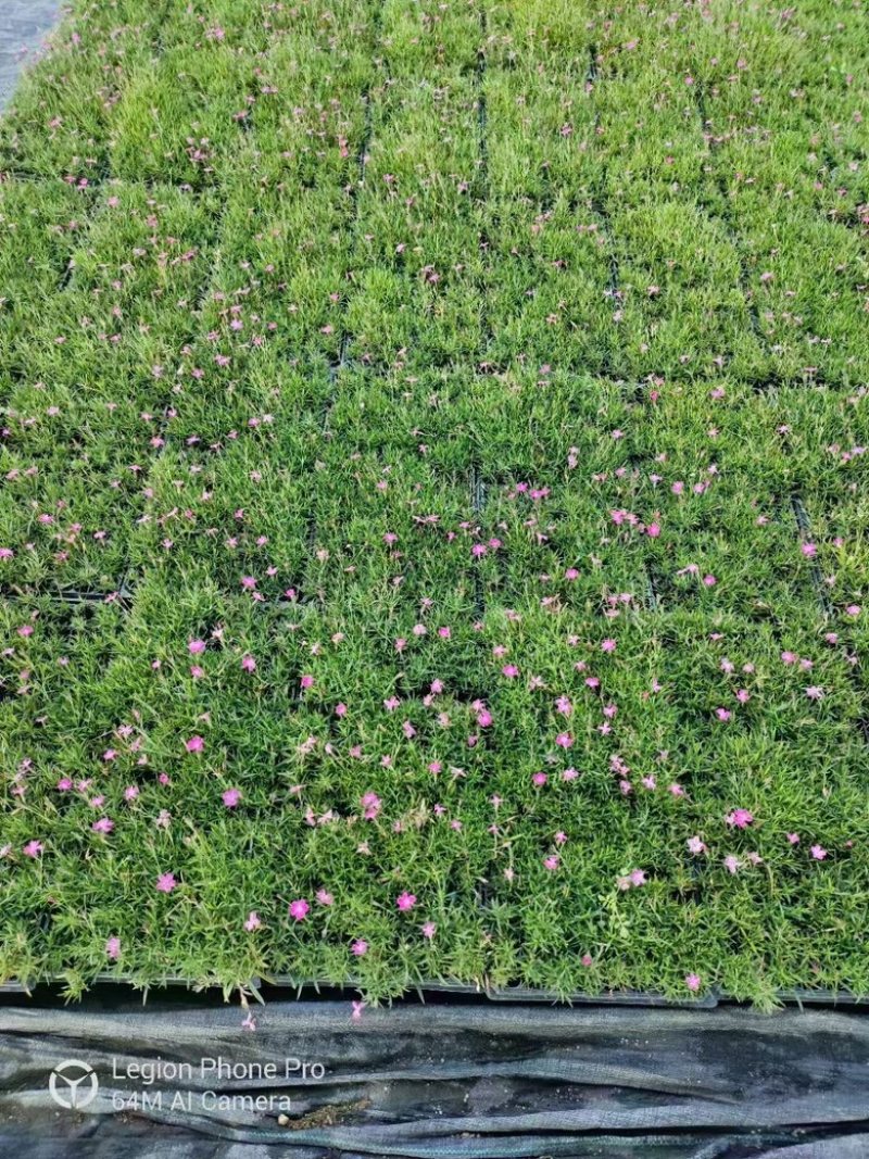 欧石竹穴盘苗，一手货源，青州基地，大量供应