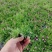 欧石竹穴盘苗，一手货源，青州基地，大量供应