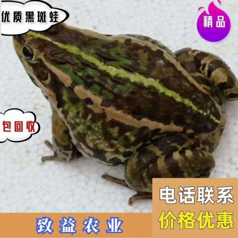 人工养殖黑斑蛙，包教孵化技术，学会为止，成品包回收