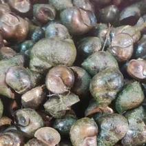 田螺种，人工养殖，无青苔，厚壳商品螺，规格选择