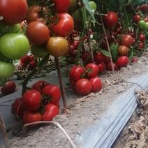 西红柿种植基地出货了