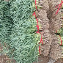 大棚红根蒜苗，大量上市一手货源质量保证欢迎采购