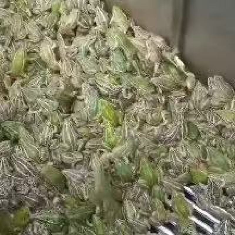 人工养殖黑斑蛙，包教孵化技术，学会为止，成品包回收