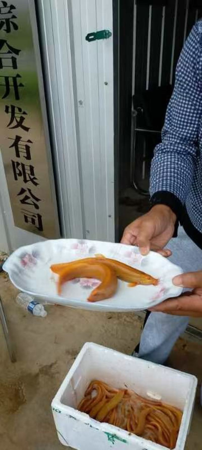 青圆泥鳅苗，包教孵化技术，学会为止，成品包回收