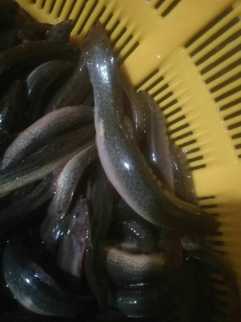 青圆泥鳅苗，包教孵化技术，学会为止，成品包回收