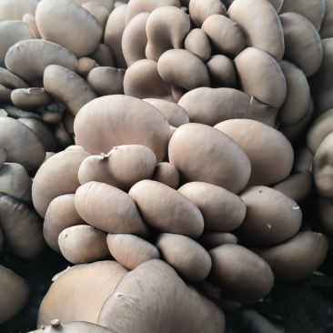 鲜平菇