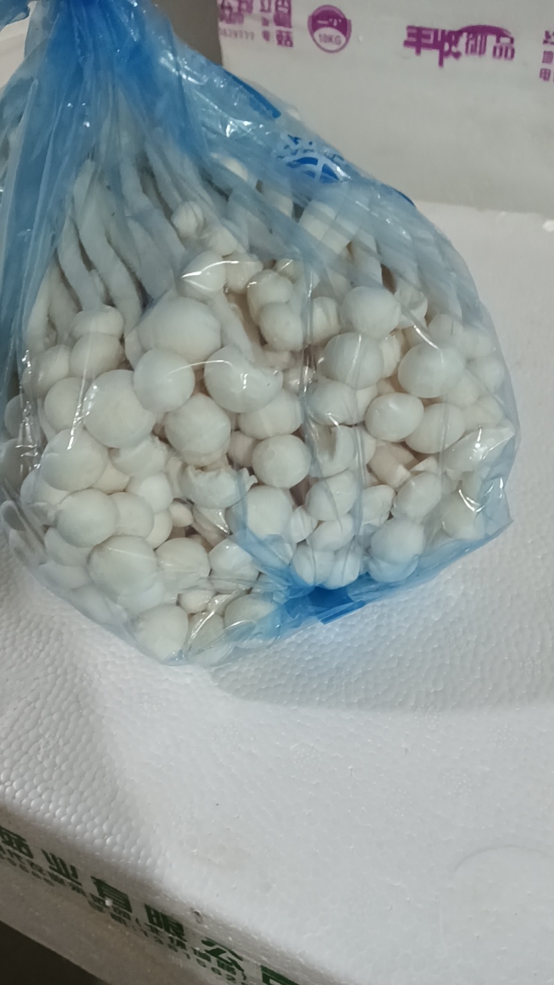 山东潍坊精品白玉菇