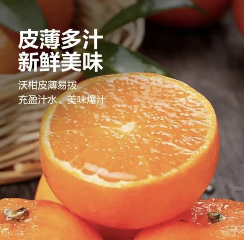 四川沃柑万亩柑桔产地直发品质保障可对接商超电商全国发货