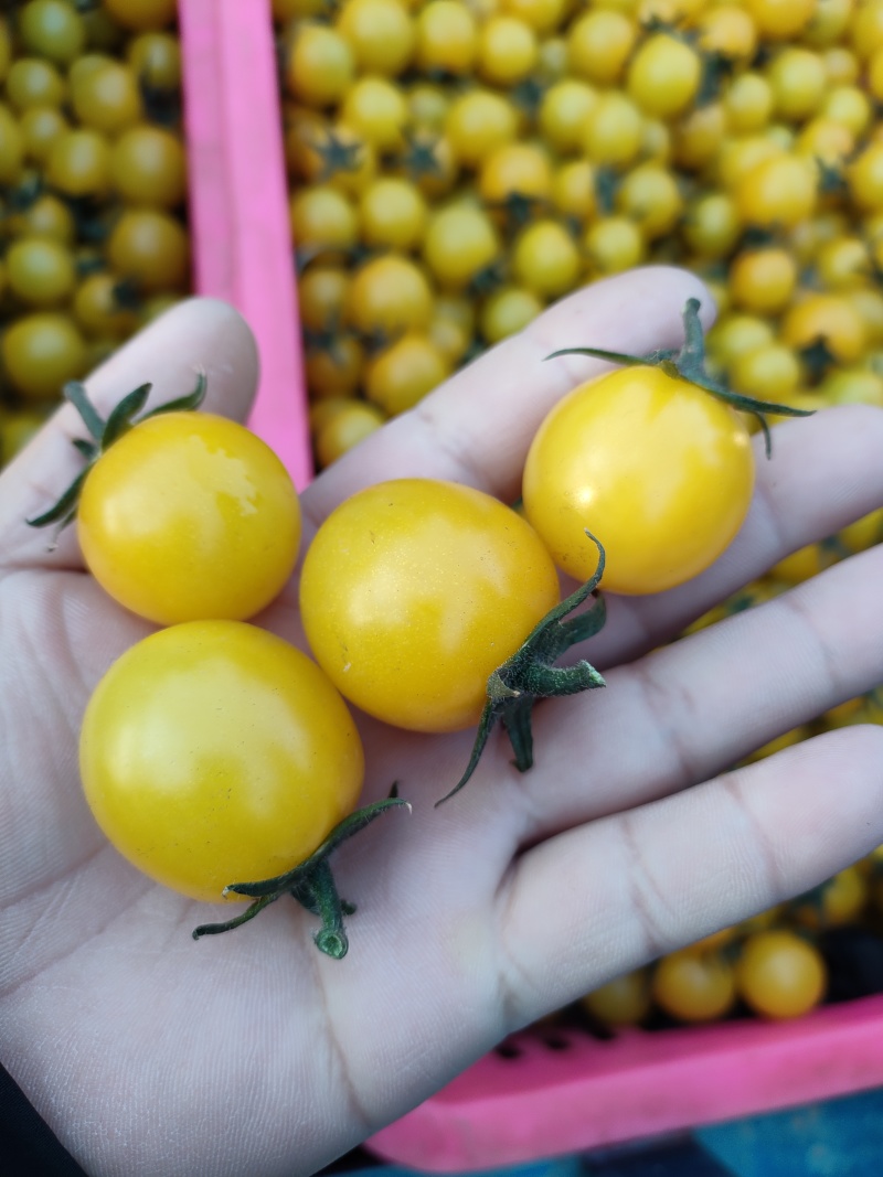 圣女千禧果
