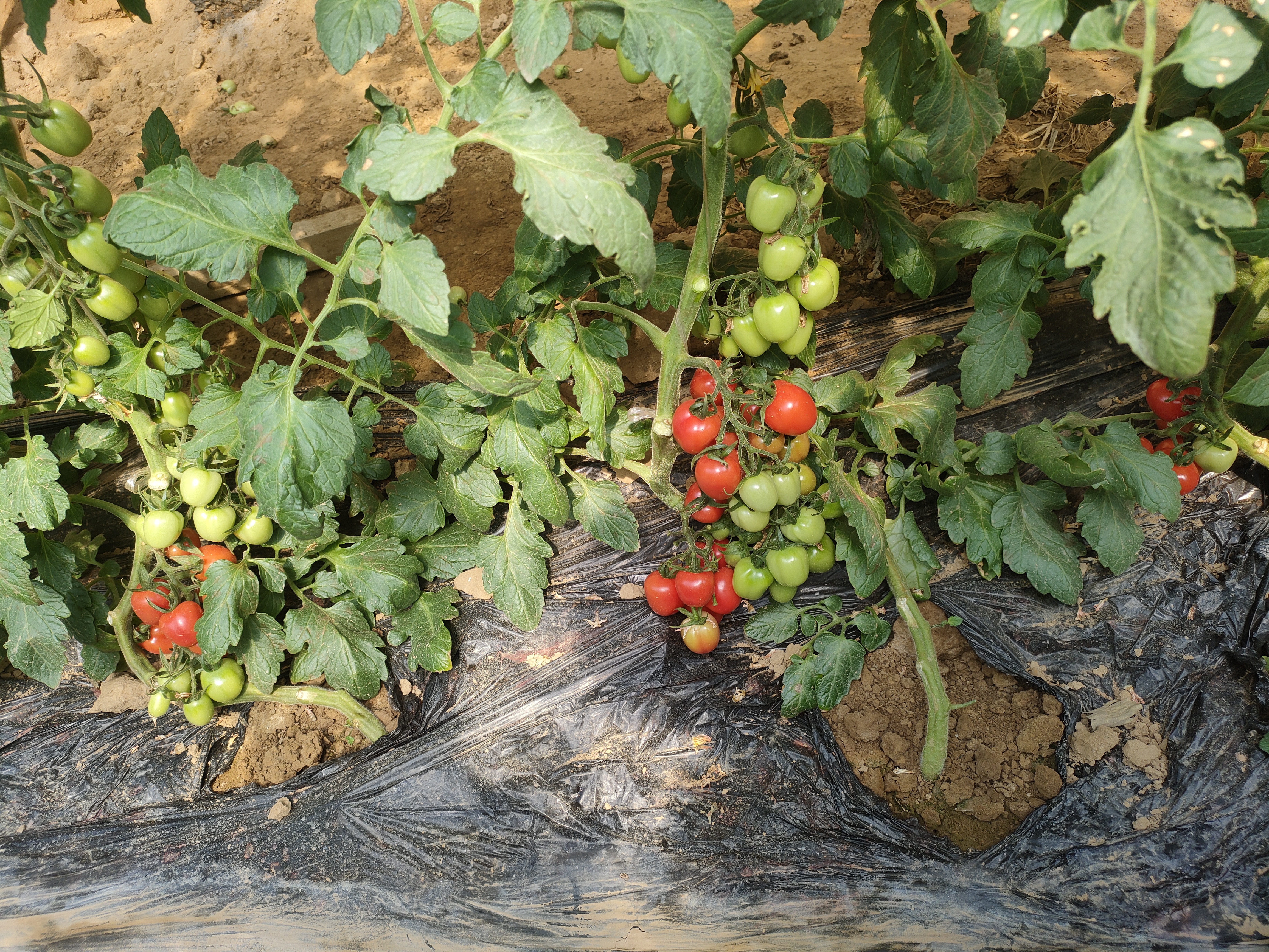 千禧圣女果特写