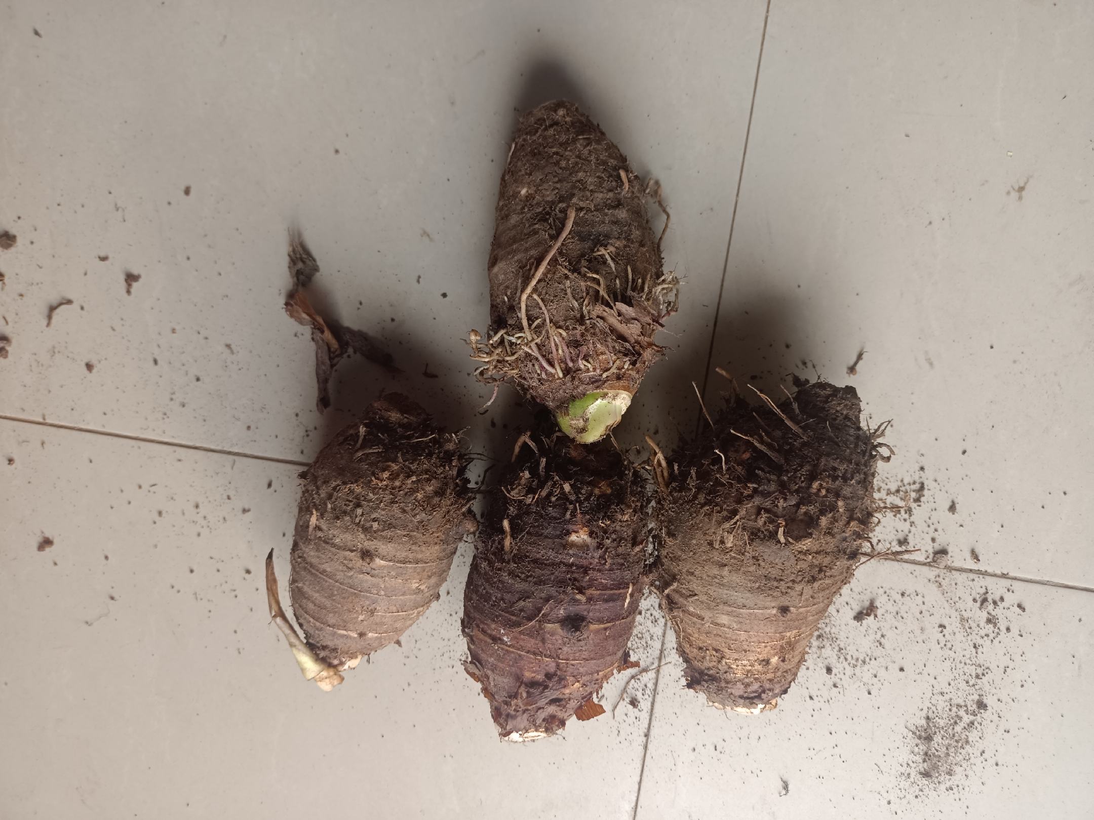 展示几个外观完好、颜色自然的荔浦芋头 挑选荔浦芋头