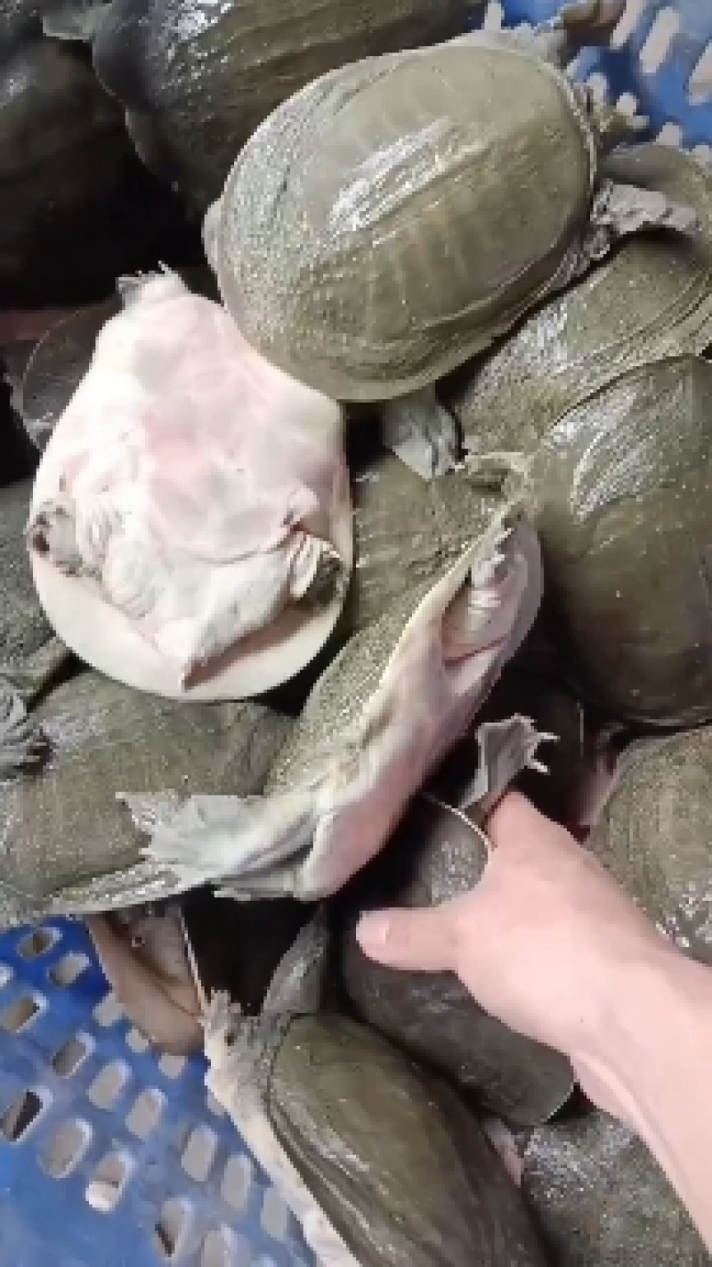 外塘冷水甲鱼，大量现货供应，有需要联系